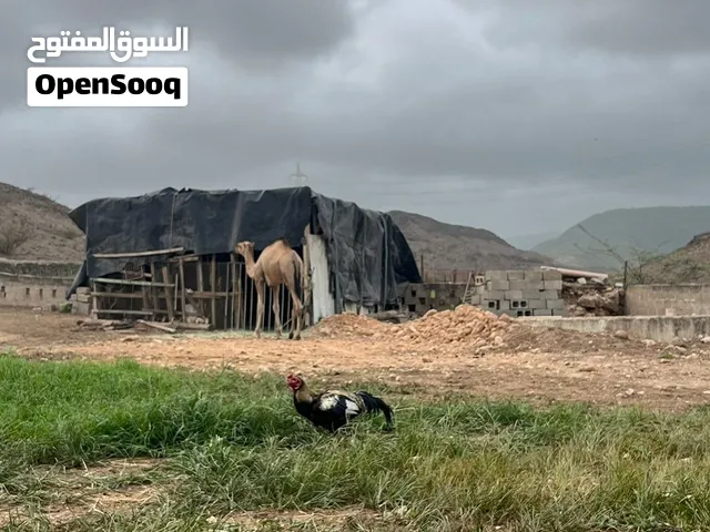 ديك باكستاني ميوالي