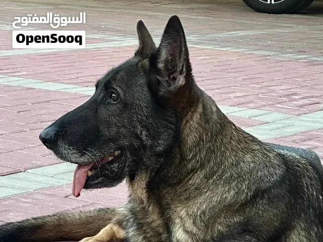 كلب دارك سيبل