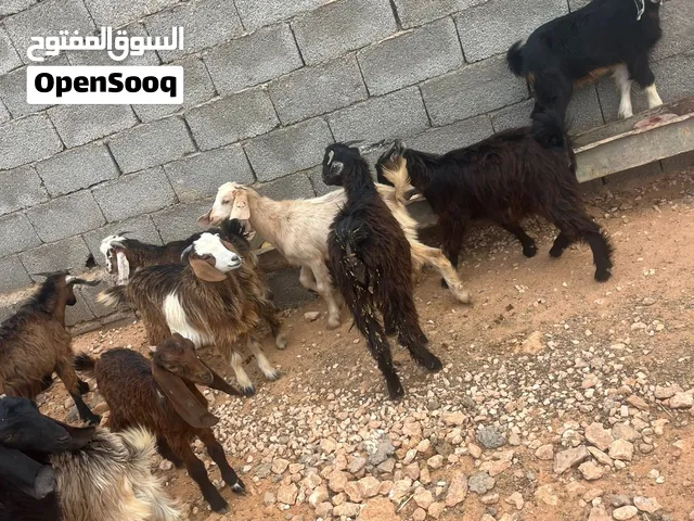 جديان مقرسه