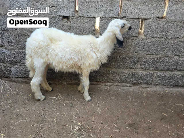 للبيع حمله و صخله بكار حلال طيب ما شاء الله