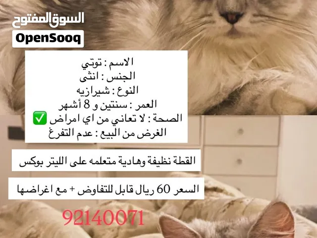 قطة أنثى الشيرازي بيور عمرها سنتين و 8 اشهر محصنة متعلمة على اللتر بوكس بـ60ريال قابل للتفاوض