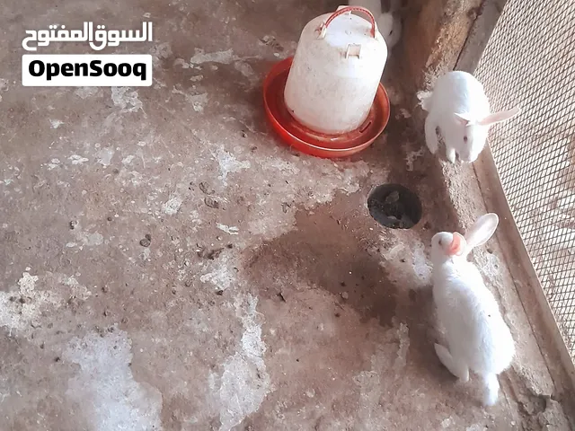 ارانب فرنسي