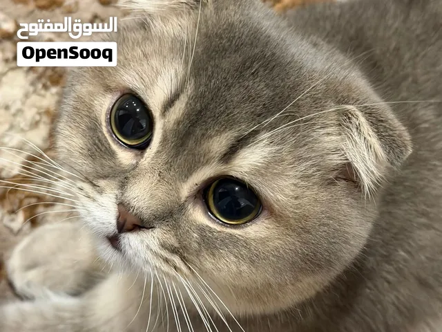 قطوه سكوتش فولد ذكر طالب تزاوج