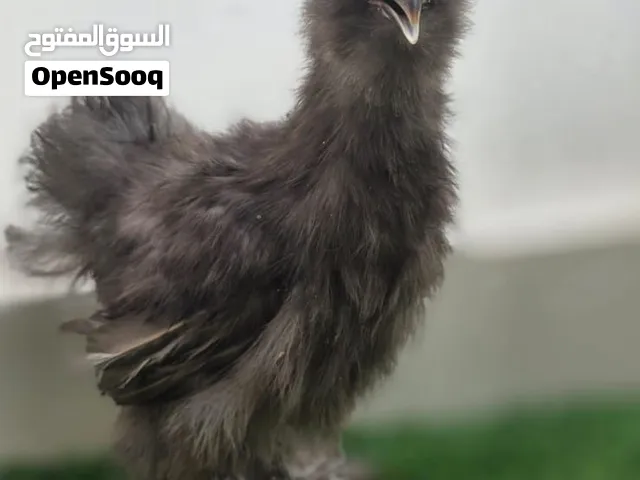دجاج سلكي اليف لطيف و سهل التعامل معه للبيع