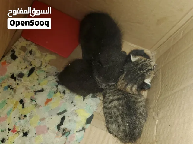 3 قطط للتبني  عمر 1اسبوع