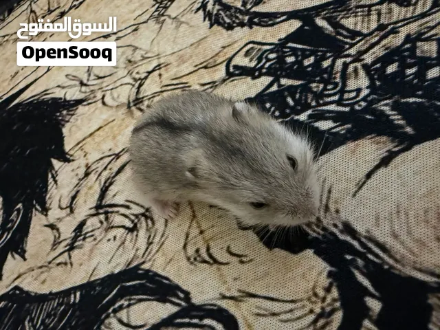 Hamsters (Dwarf)