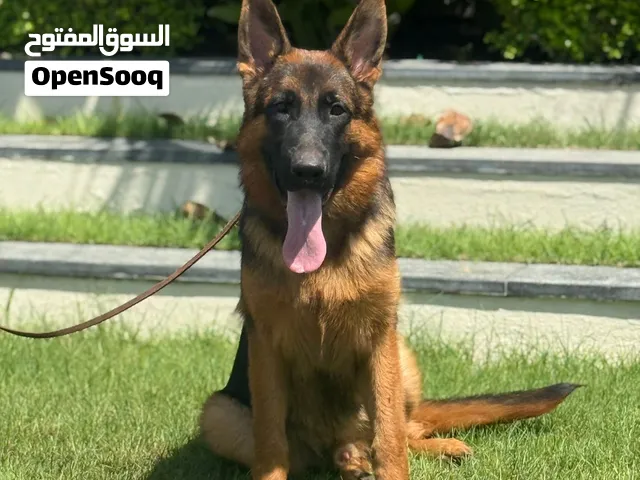 Stunning German Shepard                    Champion  bloodline