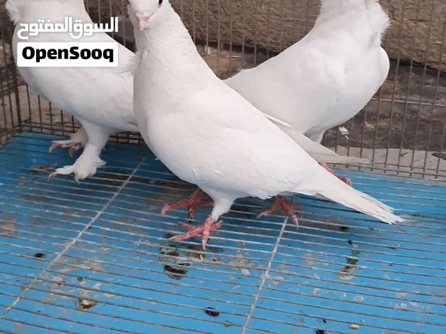 متاح تك فحل و2 طواير كلهن ب20 مكان بغداد نفق الشرطة لا يوجد توصيل متاح تك فحل و2 طواير كلهن ب20 مكان