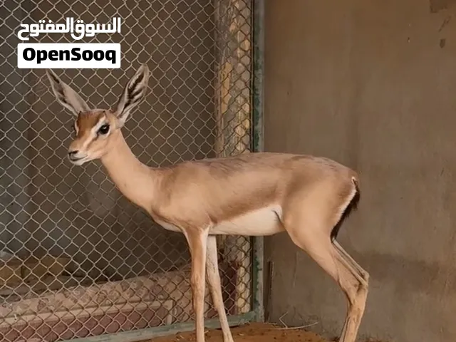 البيع غزال الدماني ذكر عمر 3 شهور