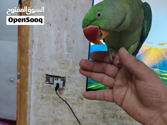 بسم الله ماشاء الله فحل كسندرا اليف جوات القفص وبرات القفص مع الصغير والكبير حبا ماشاء الله دبابه
