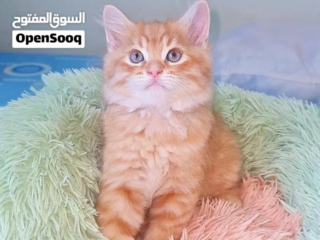 Male 2 month - Sharjah