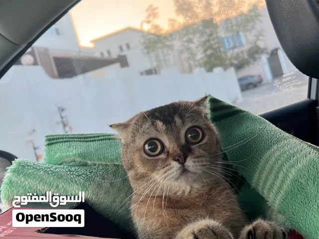 انثى سكوتش فولد للبيع
