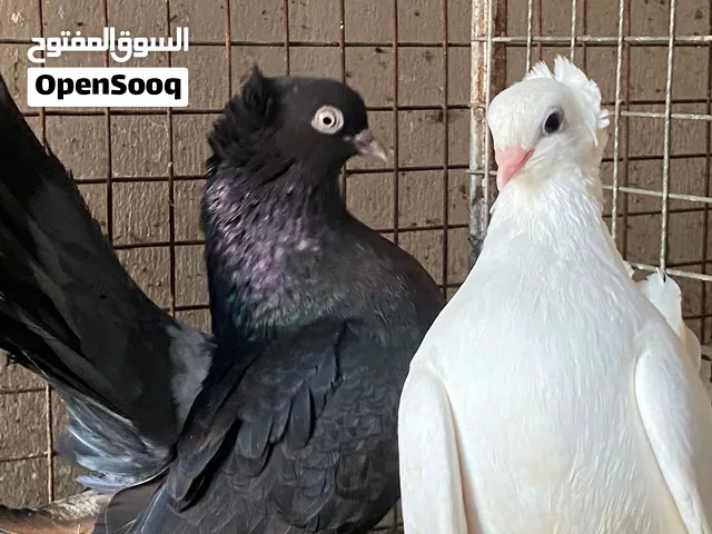 حمام زينه للبيع