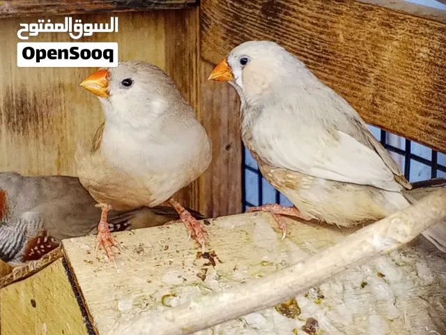 فناحز سوبر جانبو خشنات