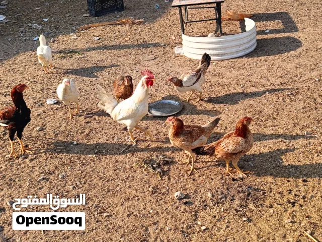 دجاج عربي للبيع