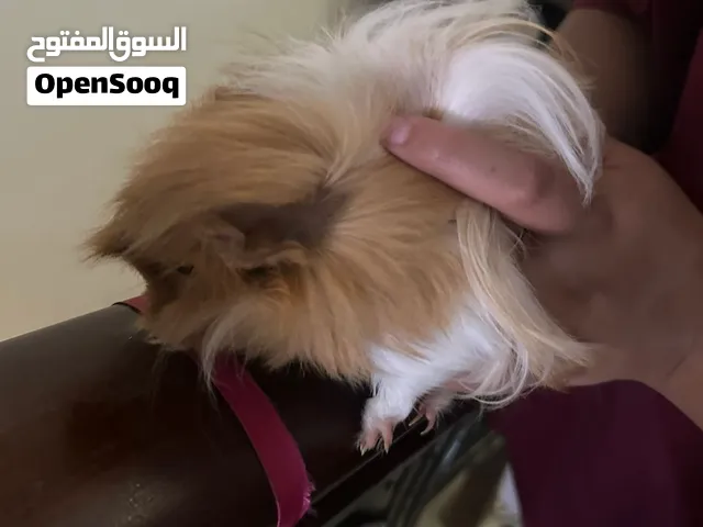 جيني بق (وبر)