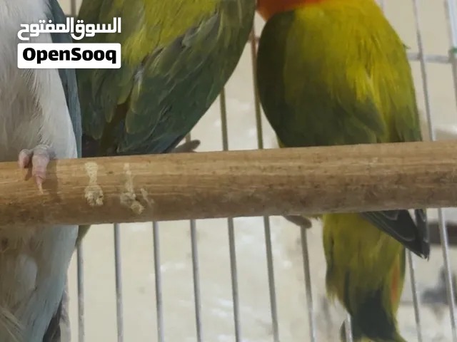 كناري ملون ازرق احمر وأزرق