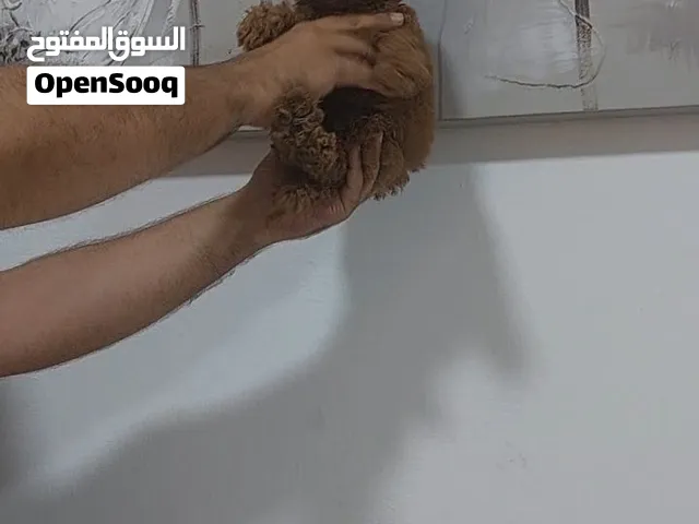 متوفر جراوي توي بودل  لون  احمر   بسعر قابل للتفاوض  TOY POODLE PUPPIES  AVAILABLE