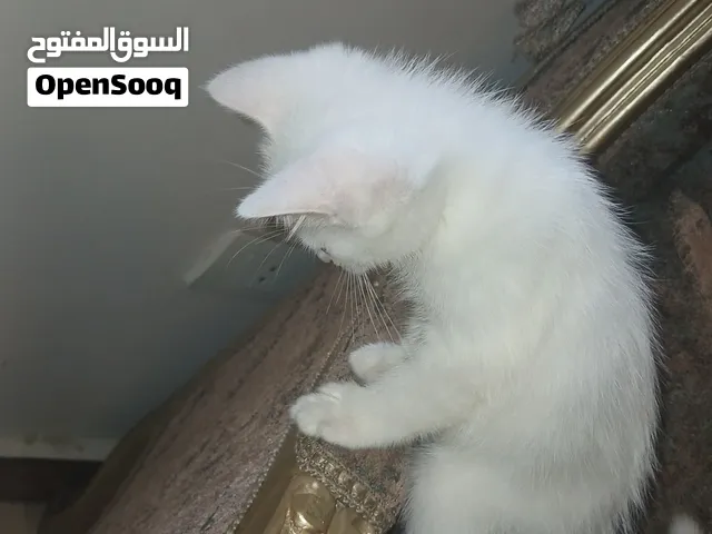 قطة ميكس شيرازي بيضاء أنثى للبيع - شهرين