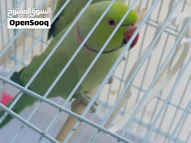 Birds for sale