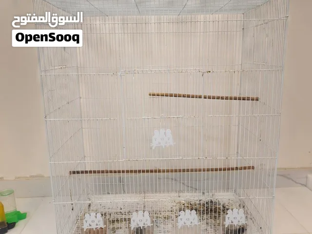 قفص تكاثر يصير للبلابل و للغندوره للطيور حب كلشي