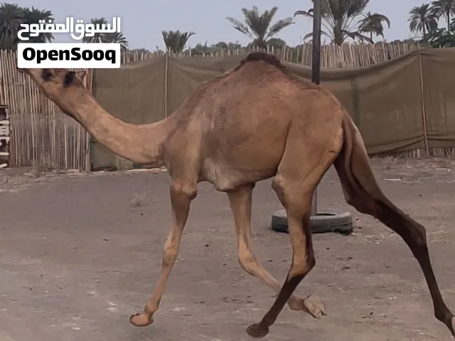 للبيع بكره