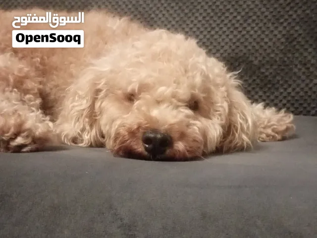 كلب بودل العمر  سنه وتقريبن شهر إلى شهرين