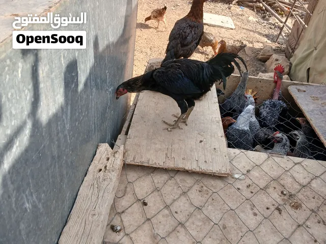 دجاج بلدي فيومي العمر 6 شهور موقع مادبا السعر 5