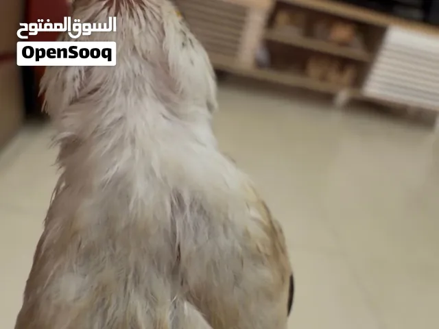فراخ طفرات حسون. مميزة