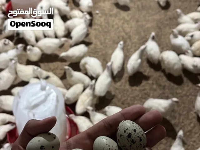 بيض فري تكساس للبيع