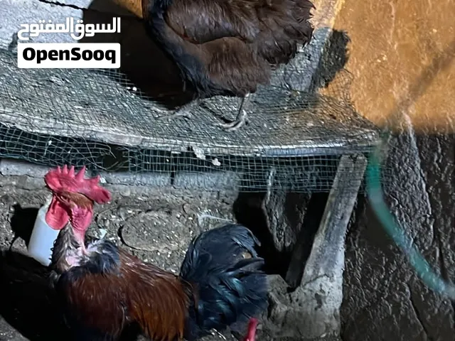 ديج. ابو اركيبه شمسي