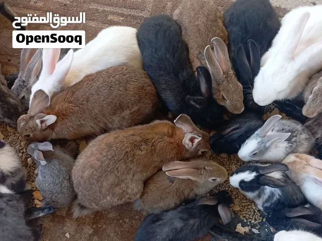 أرانب بلدي وفرنسي