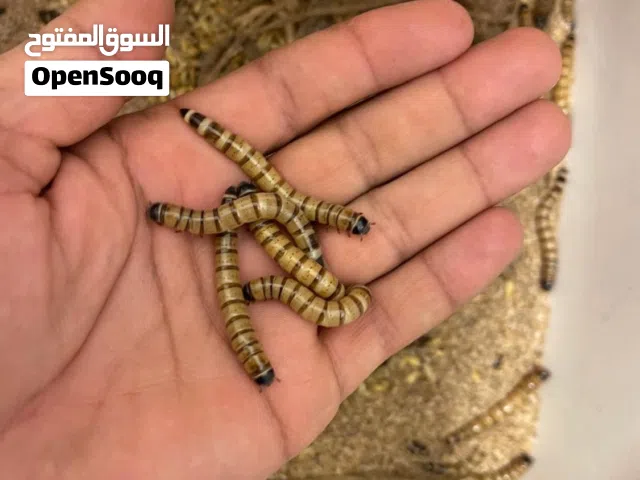 للبيع دود قبابي حي