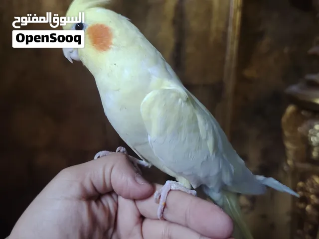 كوكتيل متدرب