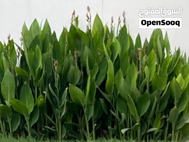 اشجار زينة الكنا او الكنة