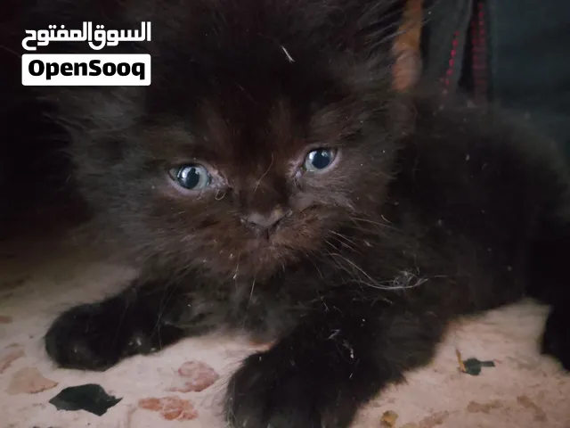 قطط شيرازي للبيع