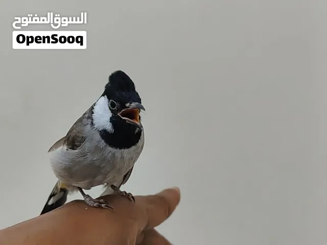بلبل عراقي اليف