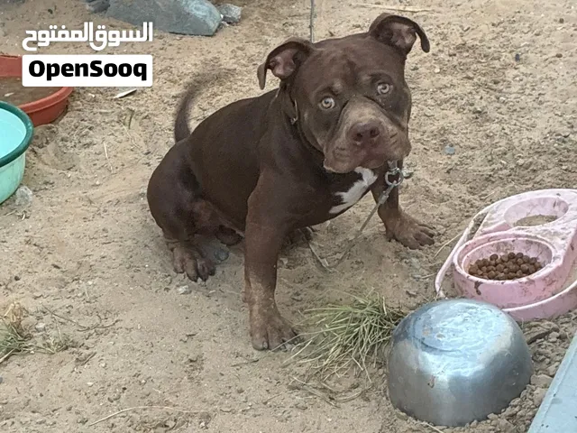 إعلان عن الكلب
