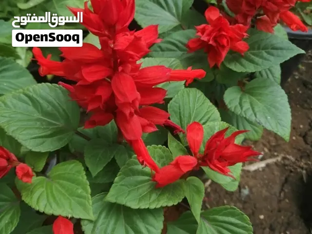 زيت زيتون بلدي