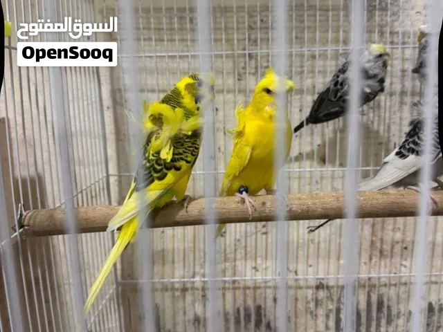 مطلوب طيور حب او اي حيوان او طير موجود عندك شعندك تعالي خاص