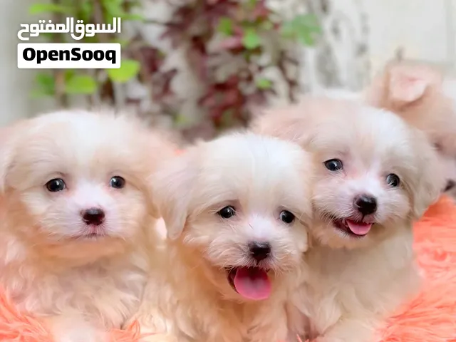 2 months, Lemon Ivory Maltese puppies