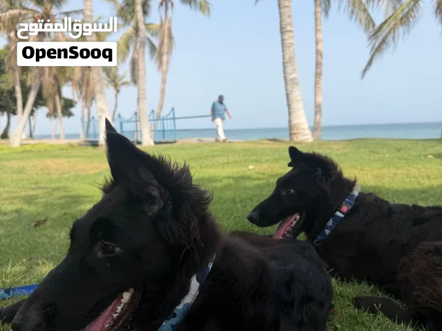جيرمن بلاك جاك شو لاين اناث بيعه مستعجله