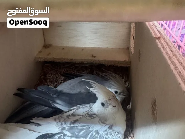 للبيع كوتيل