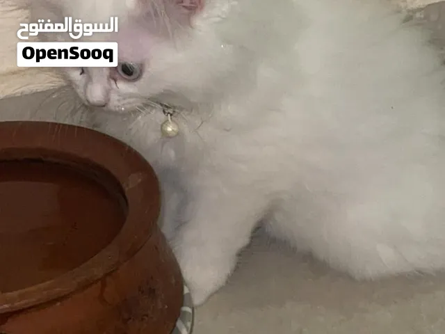 قط شيرازي ذكر للتزاوج