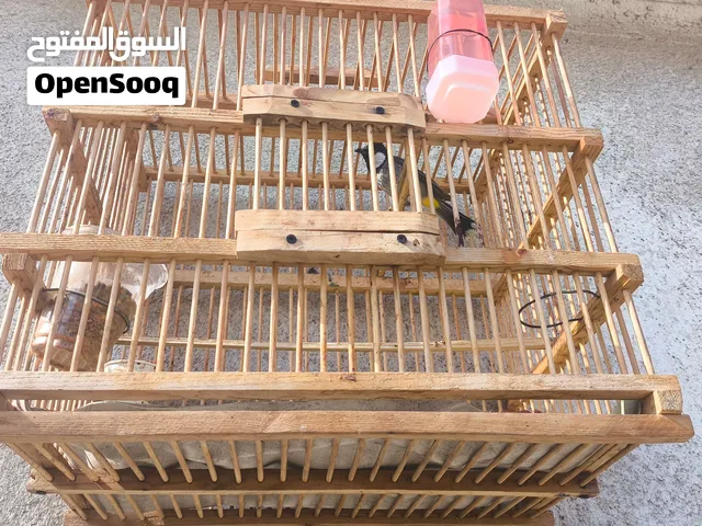 بليل مندلاوي للبيع
