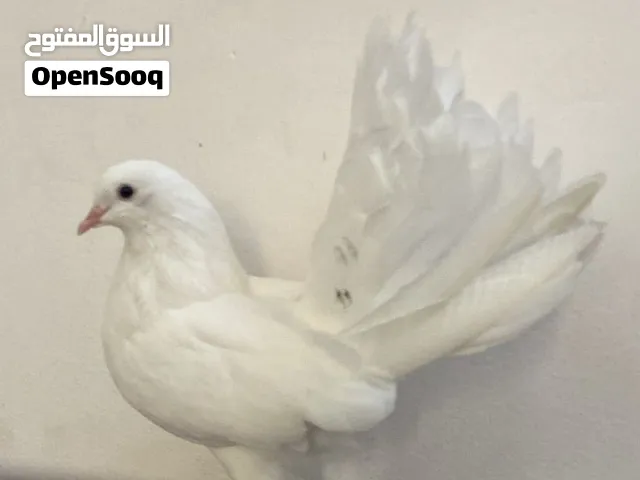 حمام نادره للبيع
