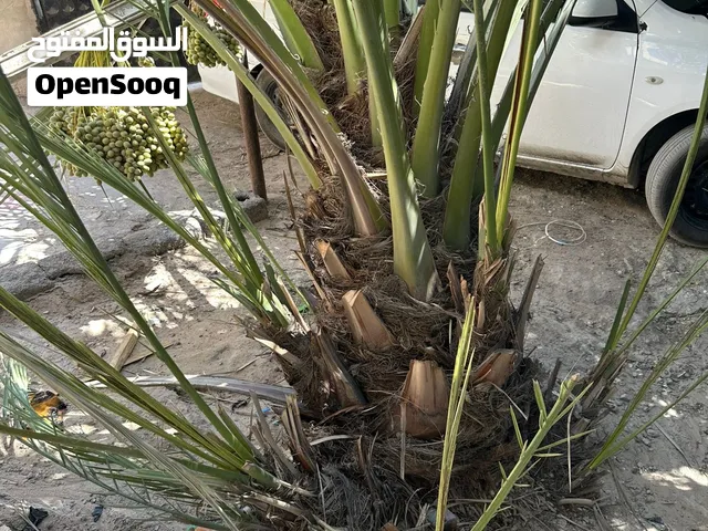 يوجد فسائل نخيل برحي