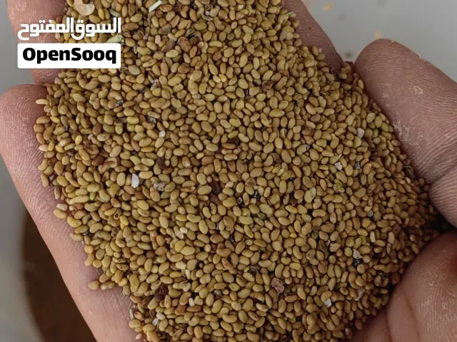 بذر قت عماني عمره 3 سنوات