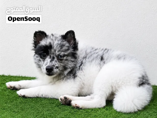 Pomeranian+german spitz