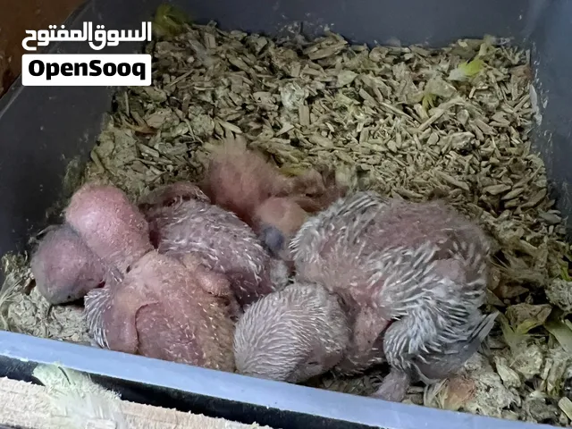 فروخ روز غر
